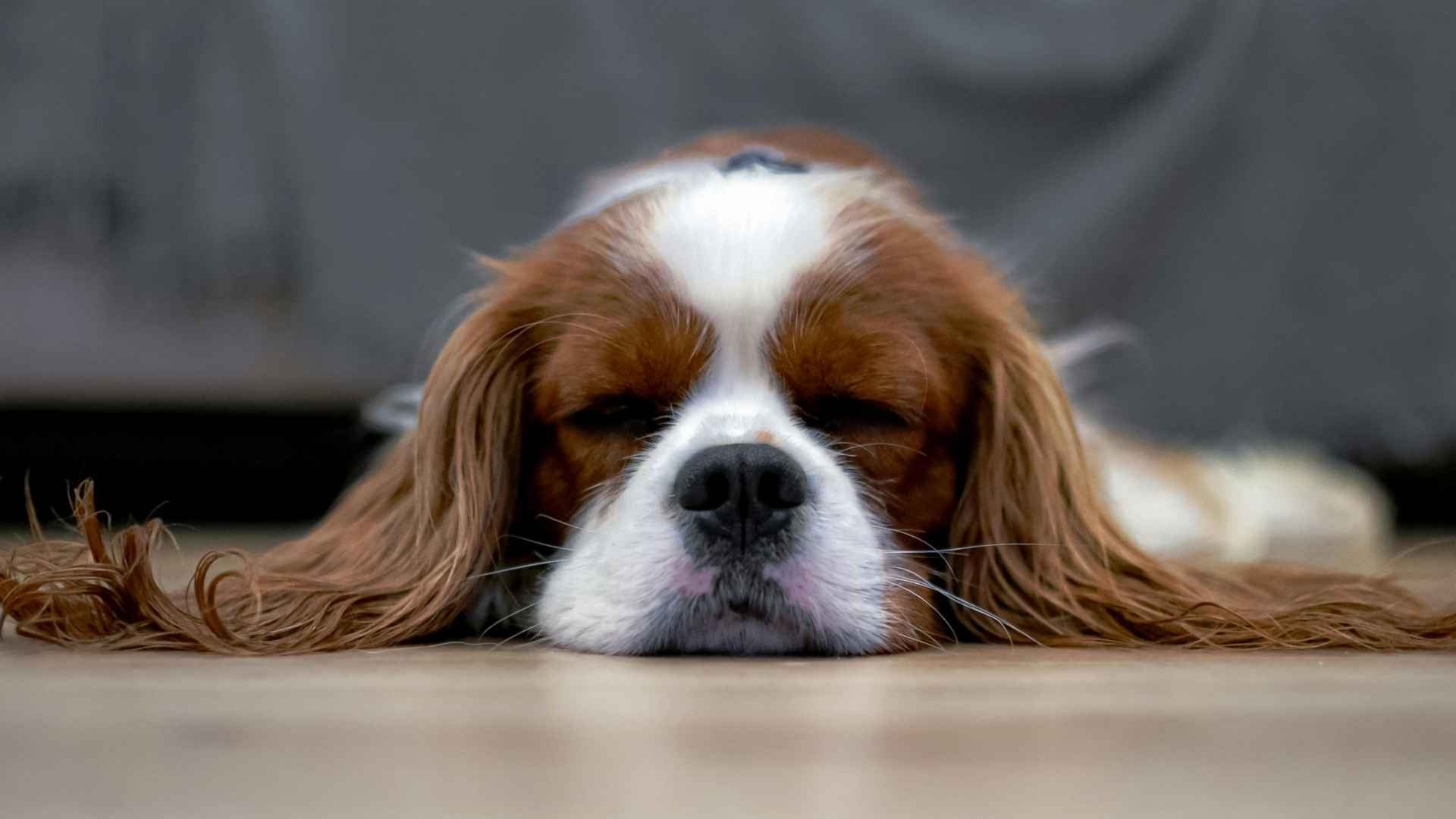 perro durmiendo